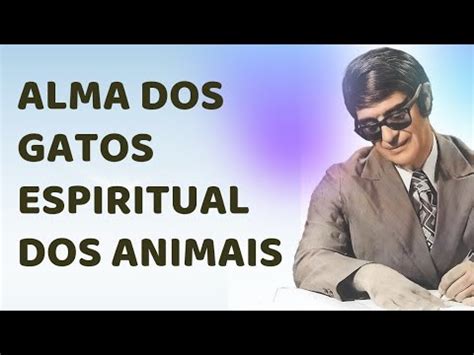 Alma Dos Animais E A Espiritualidade Dos Gatos Chicoxavier Youtube