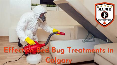 Effective Bed Bug Treatments In Calgary Major Pest Control Calgary