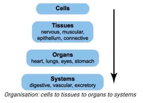 Cells In Organisms Flashcards Quizlet