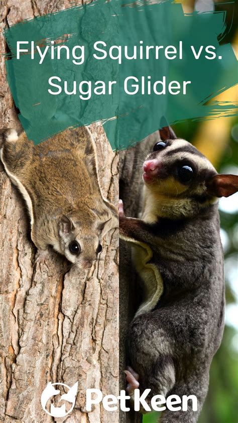 Flying Squirrel Vs Sugar Glider Visual Differences Overview Artofit