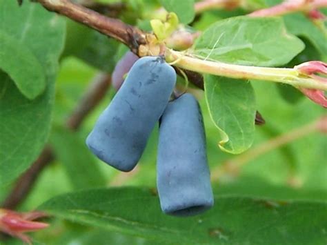 Lonicera Caerulea Blue Honeysuckle World Of Flowering Plants