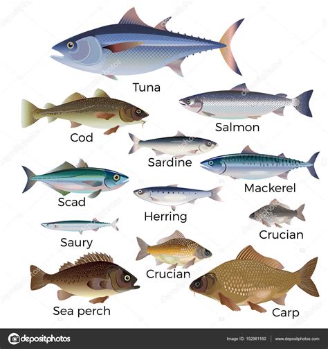 Especies de peces comerciales . Ilustración de stock de ©newgena #152981160