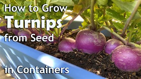 How To Grow Turnips From Seed In Containers Planters And Grow Bags