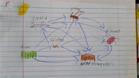 Species Interaction The Fire Ant