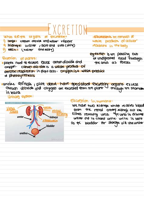 SOLUTION Igcse Biology Excretion Studypool