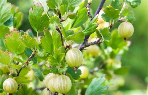 14 Bountiful Fruit Trees that Make Good Shrubs