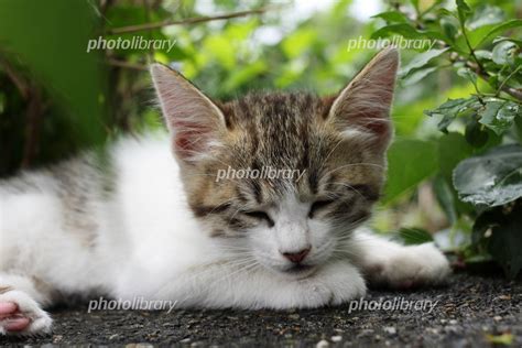 寝る子猫 写真素材 2493158 フォトライブラリー Photolibrary