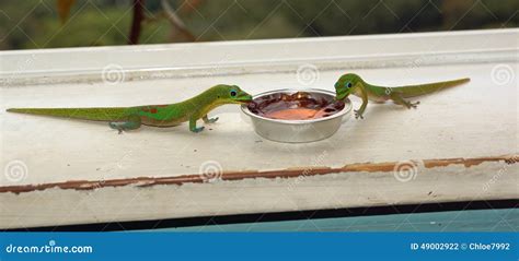 Two Green Geckos Eat Their Breakfast Stock Photo Image Of Vibrant