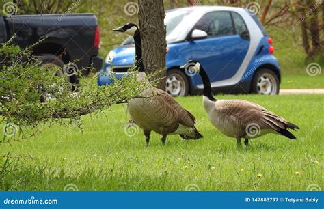 Canada Goose North American Goose Stock Image Image Of Grass