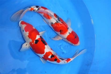 mengenal arwana ikan koi ikan pembawa keberuntungan seharga miliaran