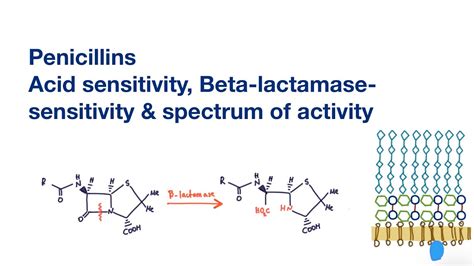 Penicillins Acid Sensitivity Beta Lactamase Sensitivity And Spectrum