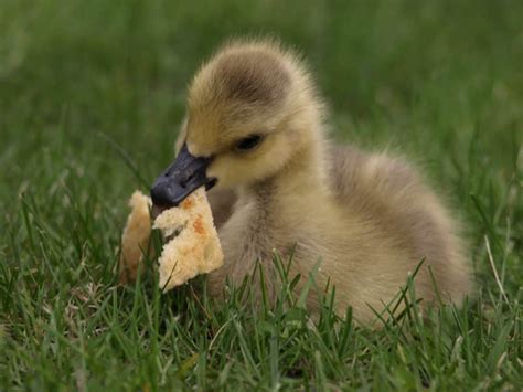 The Horrifying Reason That You Should Stop Feeding Bread To Ducks