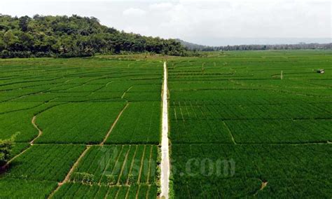 1 000 Ha Sawah Di Sumedang Ditargetkan Masuk AUTP Tahun Ini