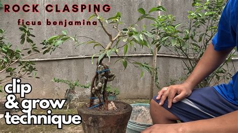 Ficus Benjamina Rock Clasping Bonsai Ll Pruning Using Clip And Grow