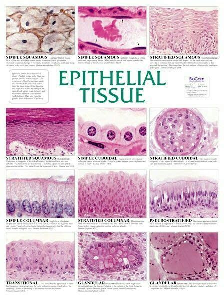 Practice Identifying Tissue Types