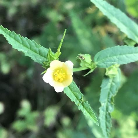 Sida Acuta Common Wireweed Morning Mallow Green Cover Initiative