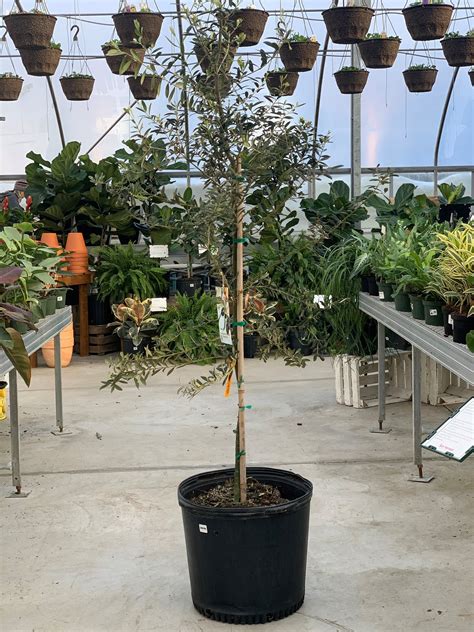 how to grow an olive 11