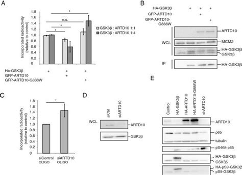 Manipulation Of Artd10 Levels Reflects On Gsk3β Activity In Cells A