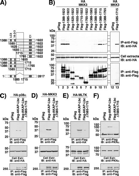 A Kinase Anchoring Protein Akap Lbc Anchors A Pkn Based Signaling