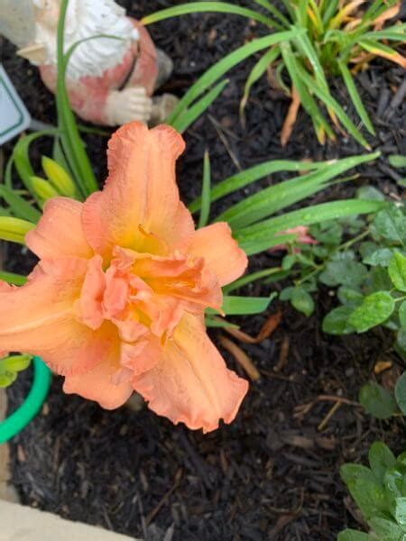 Dublin Elaine Daylily Fantastic Rebloom Oakes Daylilies