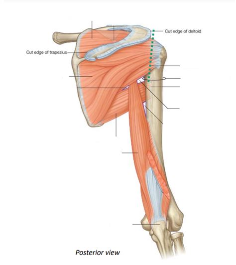 The Glenohumeral Joint Diagram Quizlet