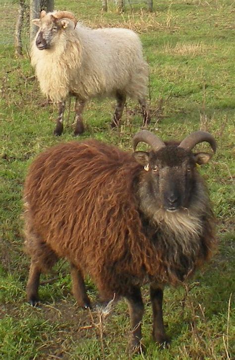 Boreray Sheep Sheep Breeds Sheep Sheep And Lamb