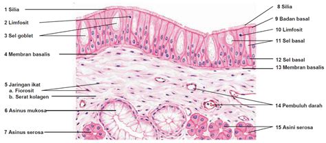 Histologi Jaringan Epitel