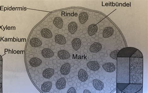 Anordnung der Gefäßbündel Leitbündel BOTANIK I Repetico