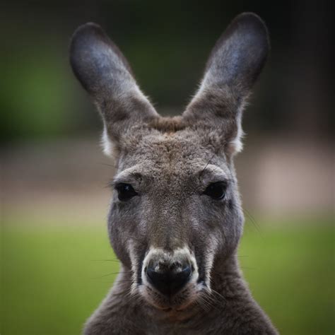 Healesville Sanctuary Melbourne Australia Citydays