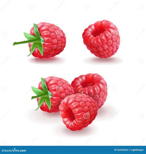 Raspberry Vector Icons Set Realistic Isolated Illustration Stock