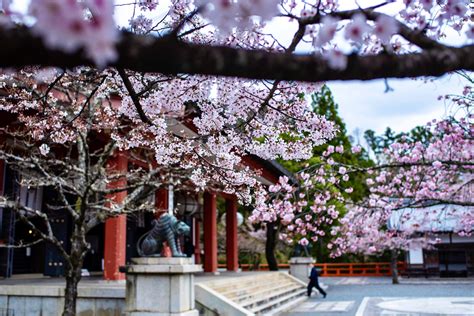 Why 2021's Kyoto Cherry Blossoms Were My Favorite (So Far)