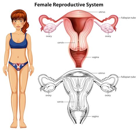 Premium Vector Female Reproductive System On White Background