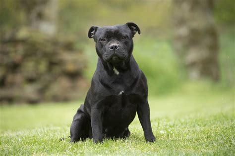 Staffordshire Bull Terrier Caract Re Et Ducation Ooreka