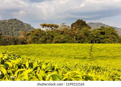 257 Rwanda Tea Plantations Images, Stock Photos, 3D objects, & Vectors ...