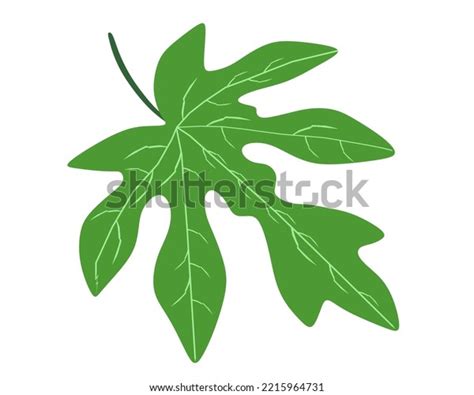 Green Papaya Leaves On White Background Stock Vector Royalty Free