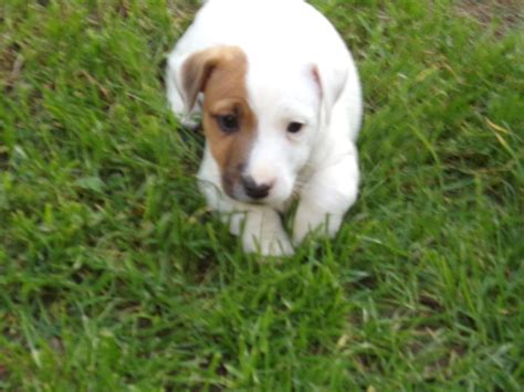 Chiot Elevage De L Antre Des Jacks Eleveur De Chiens Jack Russell