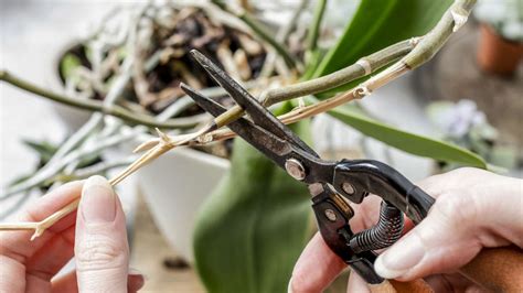 Orchideen unbedingt schneiden Trick sorgt für viele neue Blüten