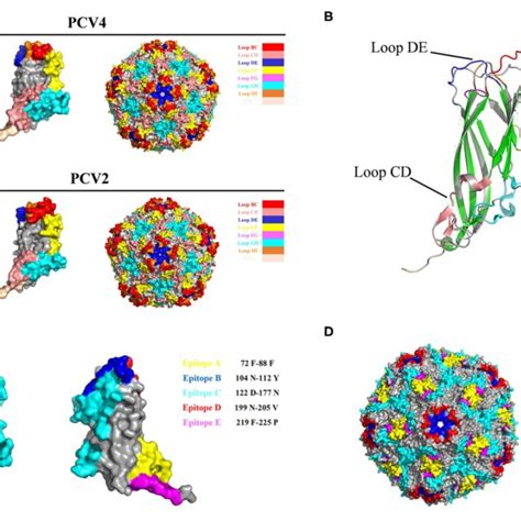 A 3d Structure Of Pcv Caps And Capsid 3d Structure Of The Pcv4 Cap Download Scientific