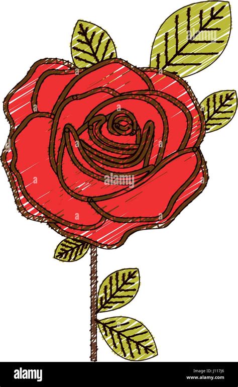 color pencil drawing of flowered red rose with leaves and stem Stock ...