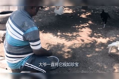 大爷捡到一只白“凤凰”，养5年没舍得吃，孙子回家立马不淡定了