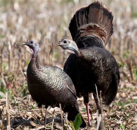 6 crucial lessons turkey hunters can learn from observing hens ...