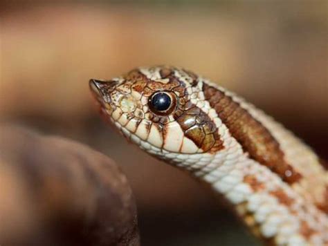 Do Hognose Snakes Make Good Pets? (With Pics) | Blue Dragon Pets