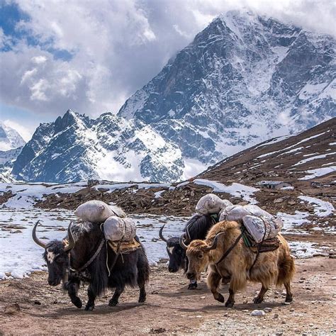 Majestic Manaslu 8163 M 8th Highest Mountain In The World Manaslu