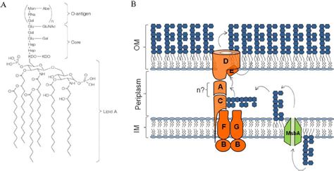 LPS Structure And Transport In Escherichia Coli A Chemical Structure