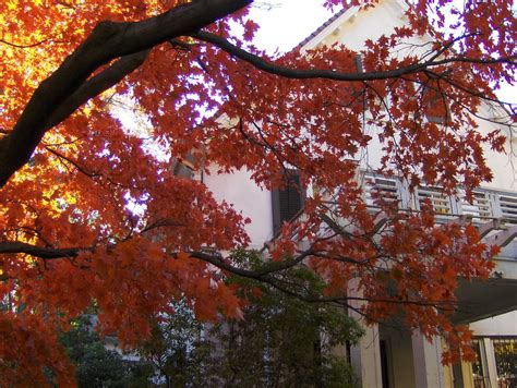 Autumn In The Gardens Joe Shlabotnik Flickr