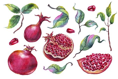 Watercolor Pomegranates Png Seamless Pattern Watercolor Clipart