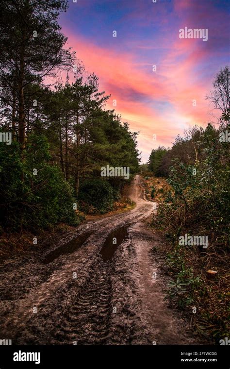 Puddletown Forest Hi Res Stock Photography And Images Alamy