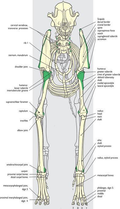 Forelimb Veterian Key