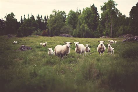 Sheep On Pasture Free Stock Photo Public Domain Pictures