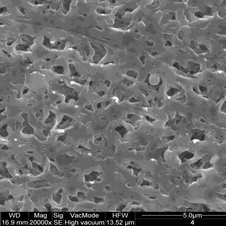 1 Cross Section Picture Of A 10 Membrane Coagulated In H 2 O Bath B